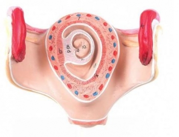 Embryo Modell, Erster Monat