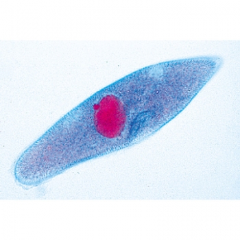 Einzeller Mikropräparat (Protozoa) - Deutsch