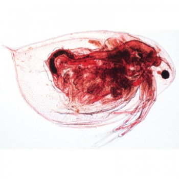 Krebstiere (Crustacea) - Deutsch