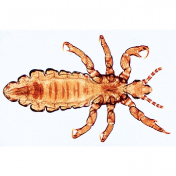 Insekten (Insecta) - Deutsch