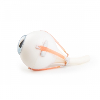 Steckauge für VA01 / 1001235 und VA16 / 1001236