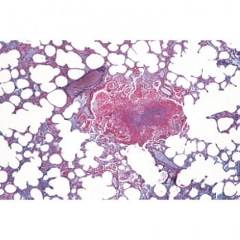 Histologie der Säugetiere, Grundserie - Deutsch