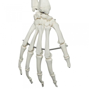 Menschliches Skelett Modell Stan (A10)