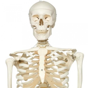 Skelett Stan A10/1 an Metallhängestativ mit 5 Rollen