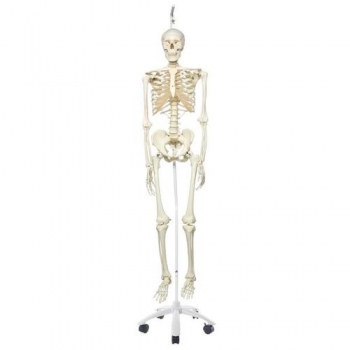 Skelett Stan A10/1 an Metallhängestativ mit 5 Rollen