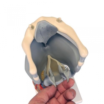 Funktions-Kehlkopf, 2,5-fache Größe