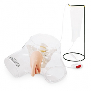 Transparentes Modell für die Katheterisierung beim Mann