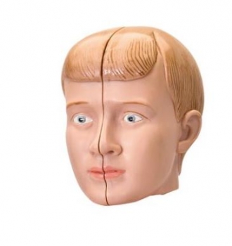 Ersatz Kopf für Mini-Torso Modell