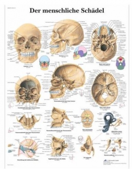 Lehrtafel - Der menschliche Schädel