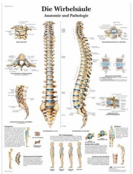 Lehrtafel - Die menschliche Wirbelsäule