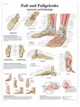 Lehrtafel - Fuß und Fußgelenke - Anatomie und Pathologie