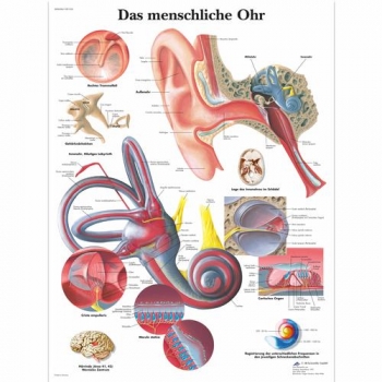 Lehrtafel - Das menschliche Ohr