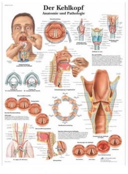 Lehrtafel - Der Kehlkopf