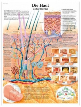 Lehrtafel - Die Haut