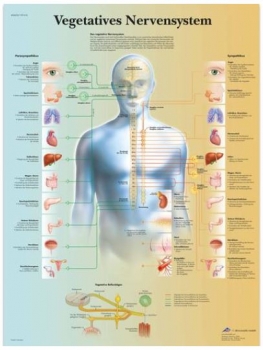 Lehrtafel - Vegetatives Nervensystem