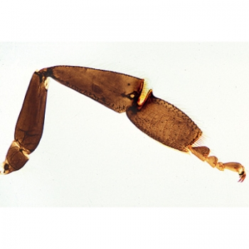 Honigbiene (Apis mellifica), Mikropräparat - Deutsch