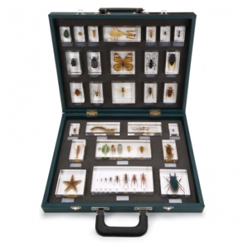 Lehrkoffer „27 Wirbellose (Invertebrata)