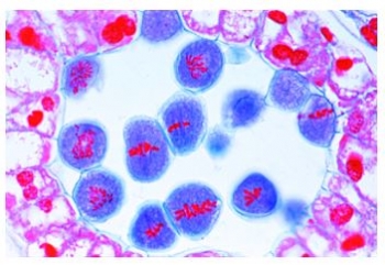 Mitose und  Meiose I, Deutsch