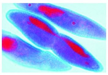 Mitose und Meiose Serie II