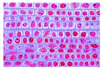 Mitose und Meiose Serie II