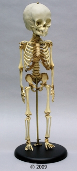 Kinderskelett, 14 bis 16 Monate alt