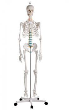 Schulskelett Oskar