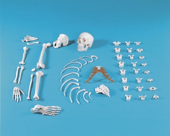 Halbskelett, unmontiert (Knochensammlung)