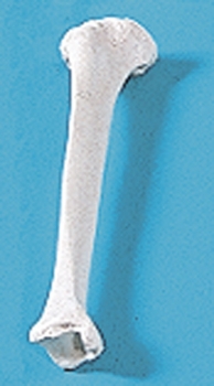 Tibia (Schienbein)