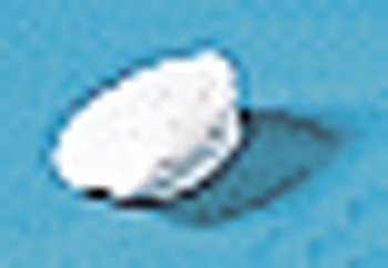 Patella (Kniescheibe)