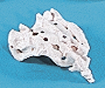 Kreuzbein mit Steißbein