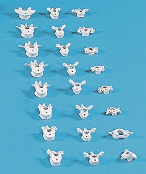 Wirbel einzeln (C1 bis L5)