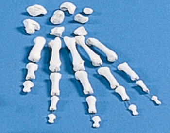 Handknochen, unmontiert