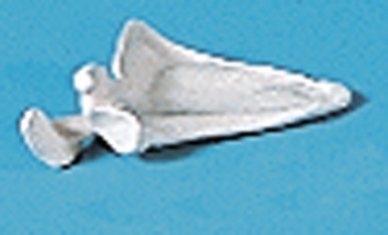 Scapula (Schulterblatt)