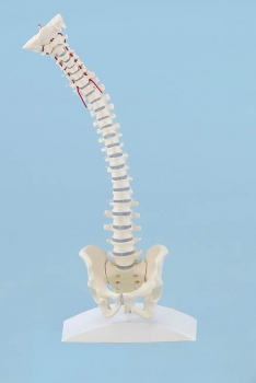 Miniatur - Wirbelsäule