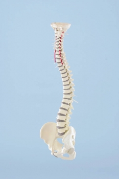 Wirbelsäule mit abnehmbarem Becken