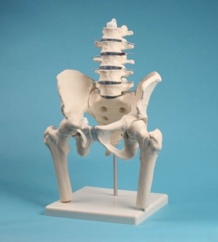 Lendenwirbelsäule mit Becken und Oberschenkelstümpfen