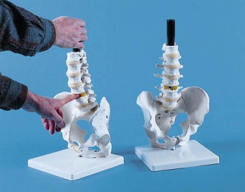 Laserow-Wirbelsäulen-Tastmodell