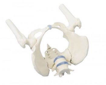 Weibliches Becken mit Kreuzbein, 2 Lendenwirbeln und Oberschenkel