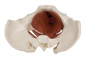 Weibliches Beckenbodenmodell, 12 Teile