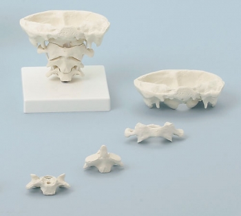 Kopfgelenke, natürliche Größe