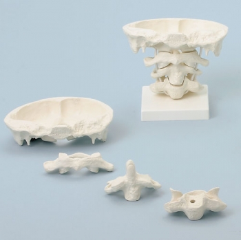 Kopfgelenke, 2-fach vergrößert