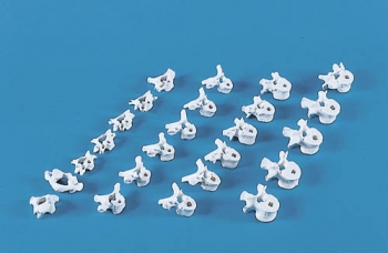 Wirbelsäule lose auf Gummi aufgesteckt