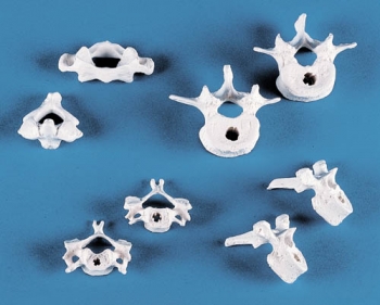 Wirbelsammlung, 8 Wirbel