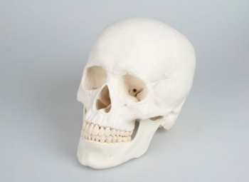 Schädelmodell, 3-teilig