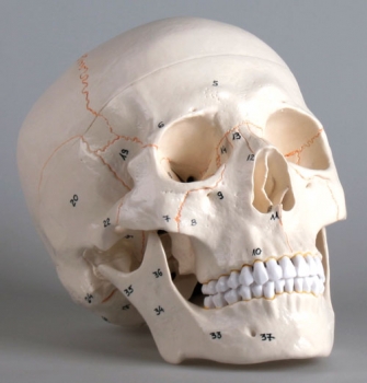 Schädelmodell, 3-teilig, nummeriert