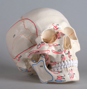 Schädelmodell, 3-teilig, mit Muskelmarkierung