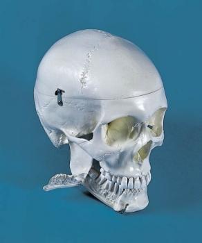 Dental-Schädel, 4-teilig