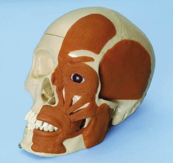 Schädel mit Muskulatur