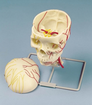 Neurovasculärer Schädel