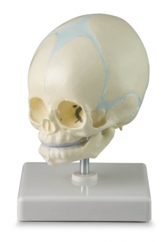 Fetusschädel, 30. Woche